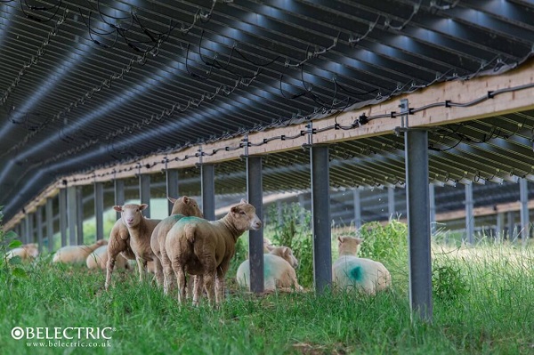 Solar-Farm-sheep