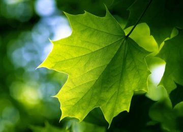How research behind the mechanism of electric charges generated by photosynthesis could help solar power technology