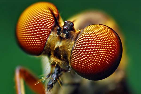 new-solar-cell-compound-eyes-of-insects