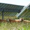 Sheep-that-live-on-solar-farms