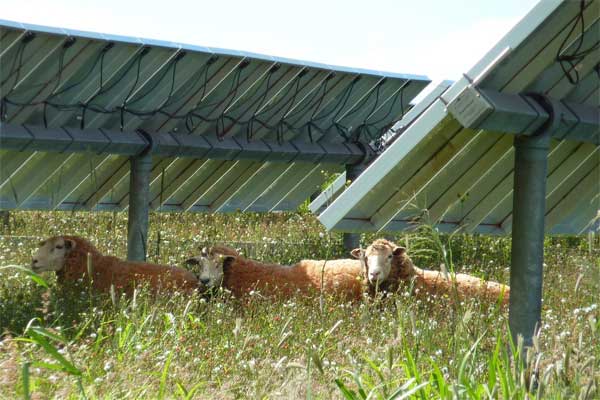 Sheep-that-live-on-solar-farms