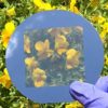Opaque-solar-cells-can-now-be-turned-transparent
