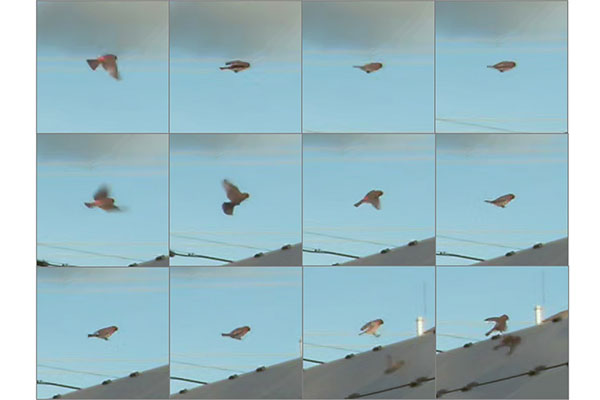 Bird-movement-captured-in-video