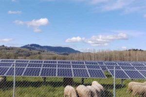Combining-solar-panels-and-lamb-grazing