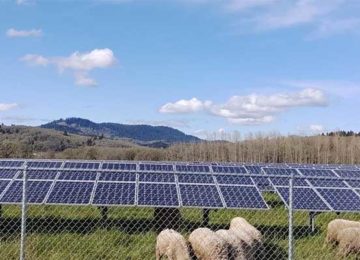 Combining solar panels and lamb grazing increases land productivity, Oregon State University study finds