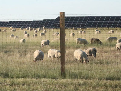 sheep-graze-the-Claresholm-Solar-farm