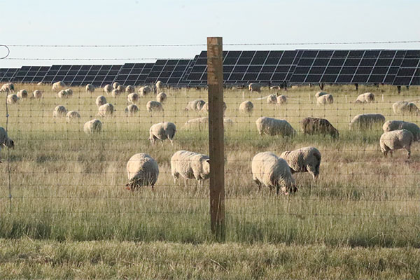 sheep-graze-the-Claresholm-Solar-farm