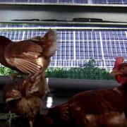Solar Sheep's Janna Grier and Capital Power's Wade Heuscher